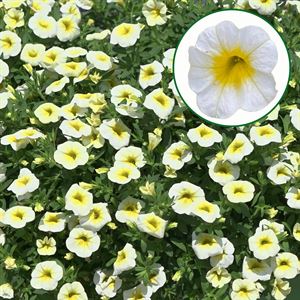 Afbeelding van Calibrachoa P12 Summer fresh
